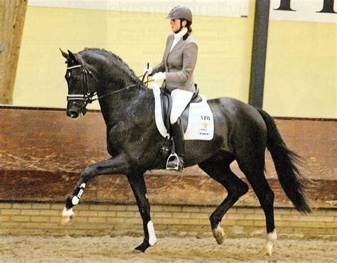 breitling hengst abstammung|HW Farm proudly presents some information about Stallion .